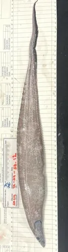Smallmouth Spiny Eel