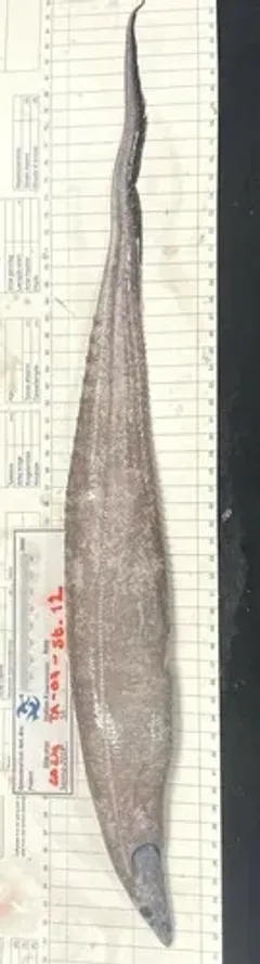 Smallmouth Spiny Eel thumbnail 1