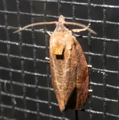 Spirea Leaftier Moth thumbnail 3