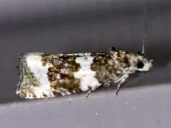 Olethreutes trinitana thumbnail 3