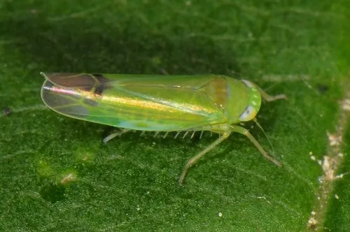 Kyboasca atrolabes
