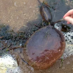 Magnificent Bryozoan thumbnail 2
