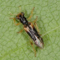 Vertical-lined Phyllobaenus thumbnail 2