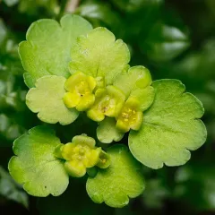 Iowa Golden-saxifrage thumbnail 4