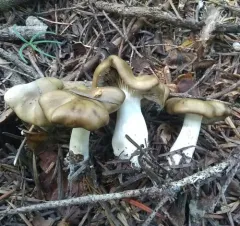Lyophyllum semitale thumbnail 4