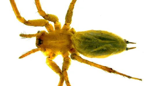 Agelenopsis actuosa