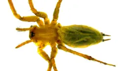Agelenopsis actuosa thumbnail 1