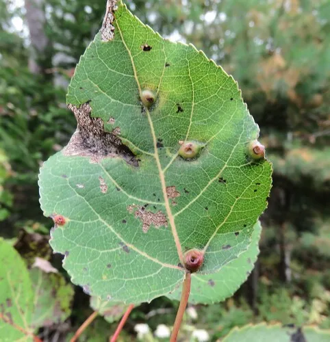 aspen leaf gall midge