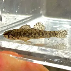 Least Darter thumbnail 4