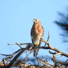 Red-shouldered Hawk thumbnail 5