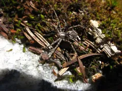 Rhysodromus alascensis thumbnail 1