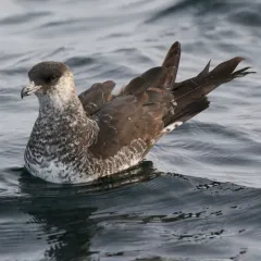 Pomarine Jaeger thumbnail 4