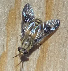 Chrysops celatus thumbnail 4