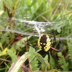 Yellow Garden Spider thumbnail 4