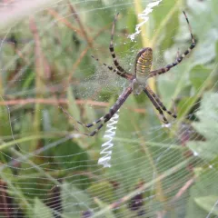 Banded Garden Spider thumbnail 4