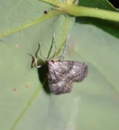 Aspen Webworm Moth thumbnail 4
