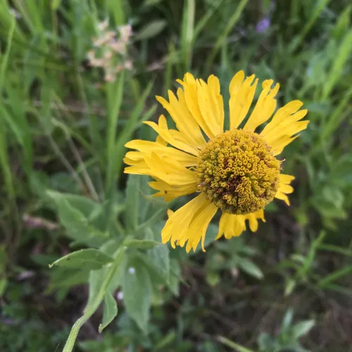 common sneezeweed