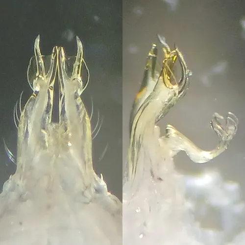 Cleidogona nantahala