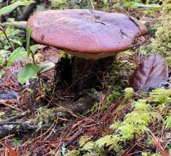 Manzanita bolete thumbnail 4