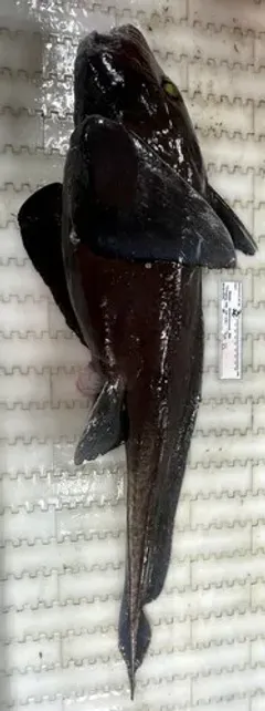 Small-eyed Rabbitfish thumbnail 2