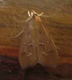 White-spotted Orange thumbnail 2