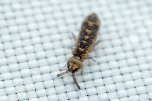 Desoria hoodensis