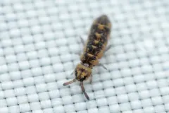 Desoria hoodensis thumbnail 1