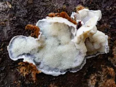 Skeletocutis carneogrisea thumbnail 1