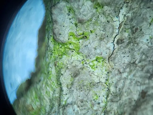 Chaenothecopsis nigra