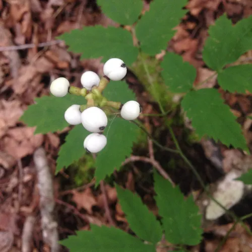 white baneberry