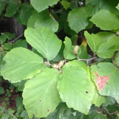 american witch-hazel thumbnail 4