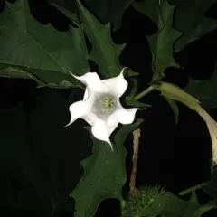 jimsonweed thumbnail 2