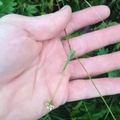 arrow-leaved tearthumb thumbnail 2