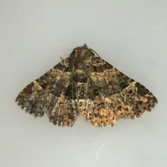 Common Fungus Moth thumbnail 1