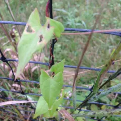 climbing false buckwheat thumbnail 4