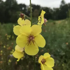 moth mullein thumbnail 4