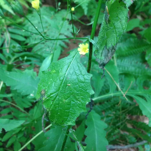 nipplewort