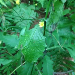 nipplewort thumbnail 1