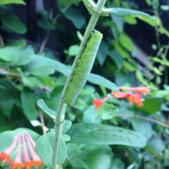 Snowberry Clearwing thumbnail 4