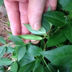 black swallow-wort thumbnail 2