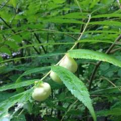 Sumac Gall Aphid thumbnail 1