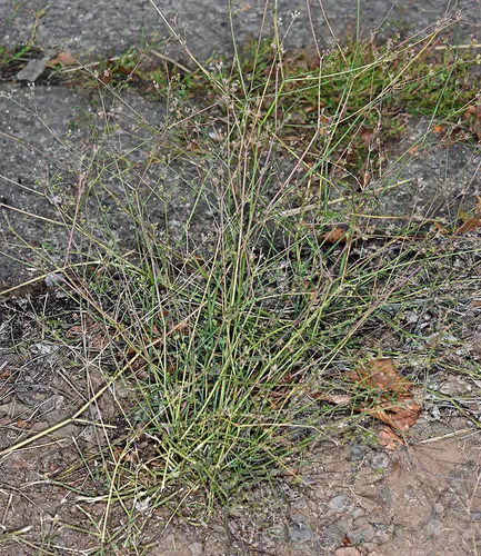 Corn Parsley