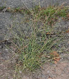 Corn Parsley thumbnail 1