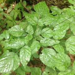 pointed-leaved tick-trefoil thumbnail 5