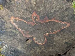 Angelina rufescens thumbnail 2