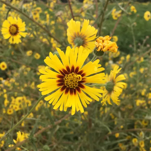 Common Madia