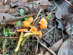 Glutinous Waxcap thumbnail 2