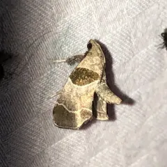 Dimorphic Tosale Moth thumbnail 1