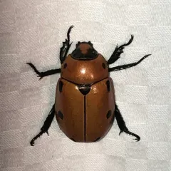 Grapevine Beetle thumbnail 1