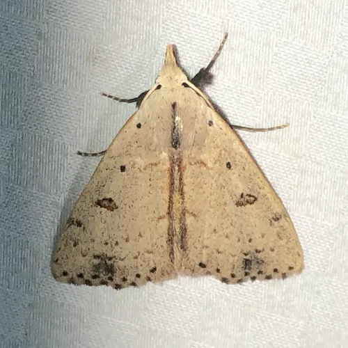 Deadwood Borer Moth